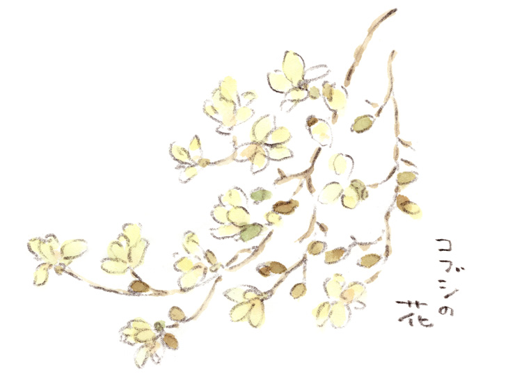 コブシの花