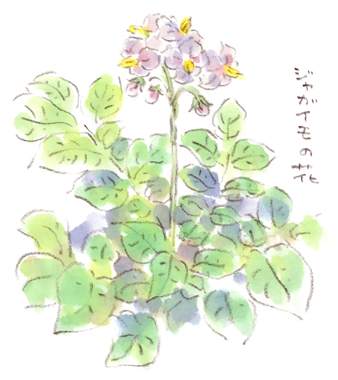 ジャガイモの花