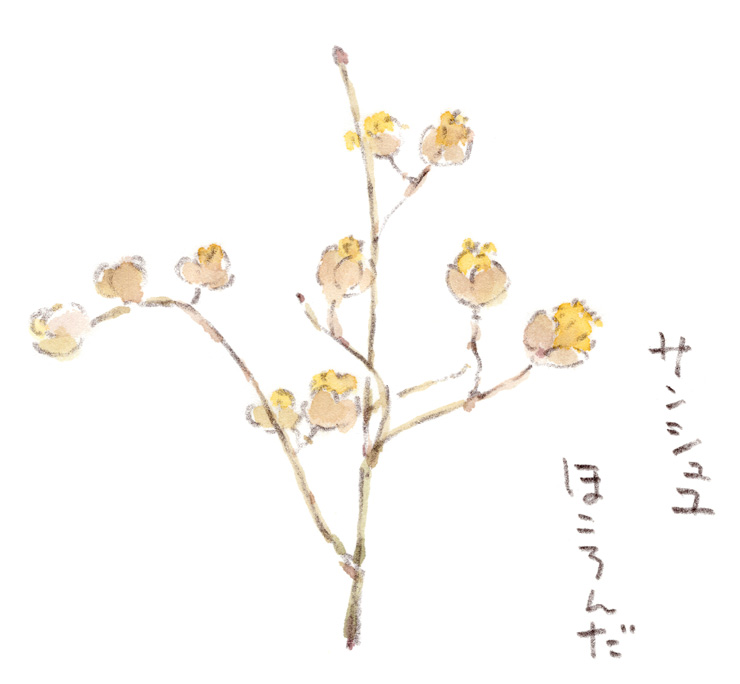 丸い蕾から黄色い花びらが