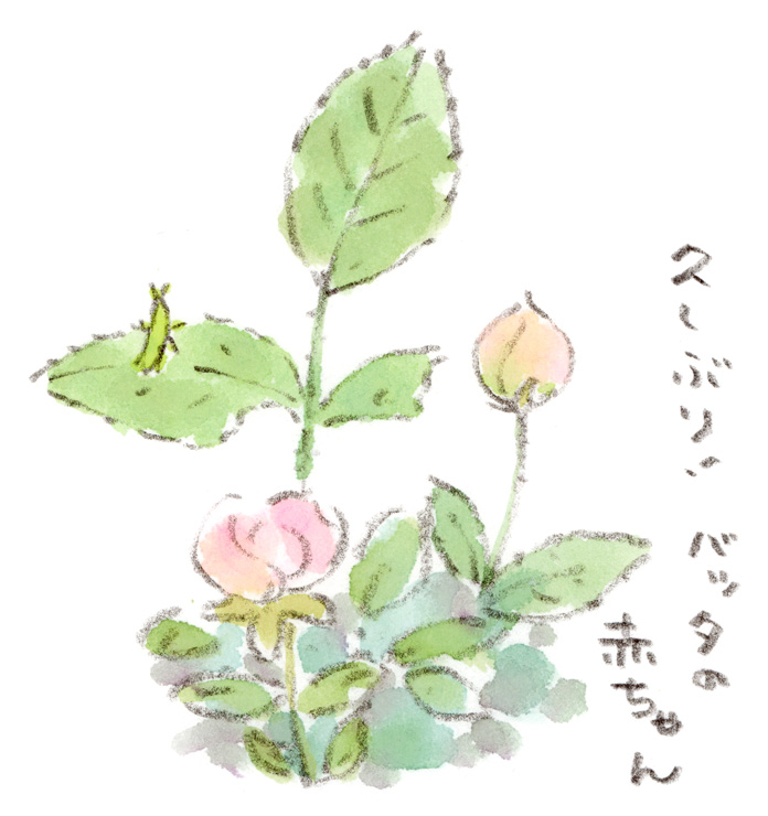 バッタの赤ちゃん