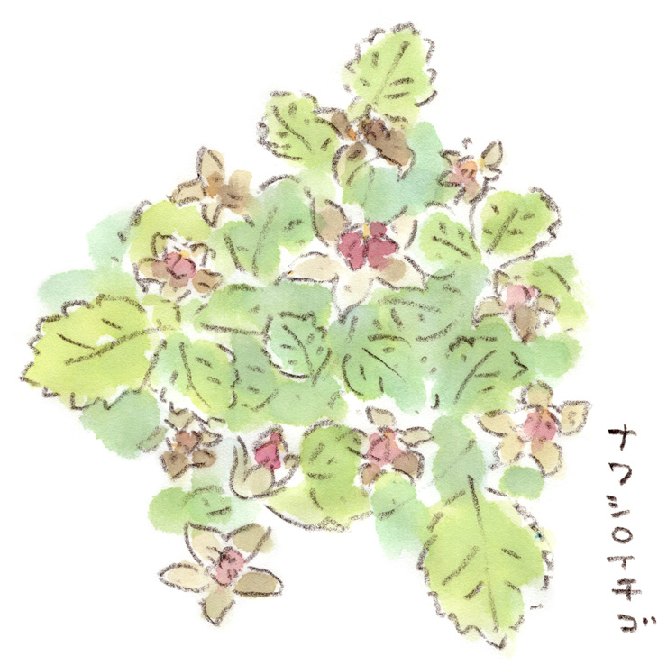 ナワシロイチゴ