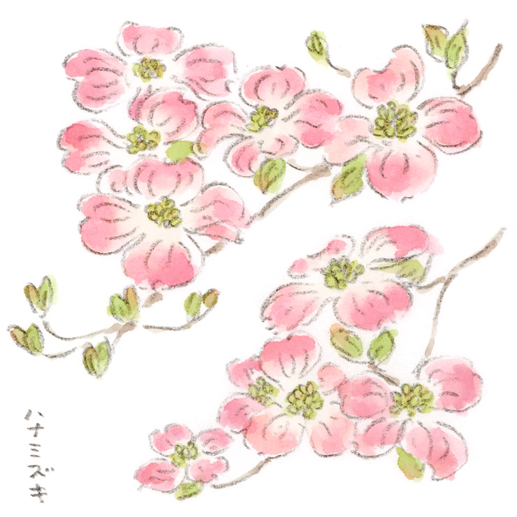 ハナミズキ