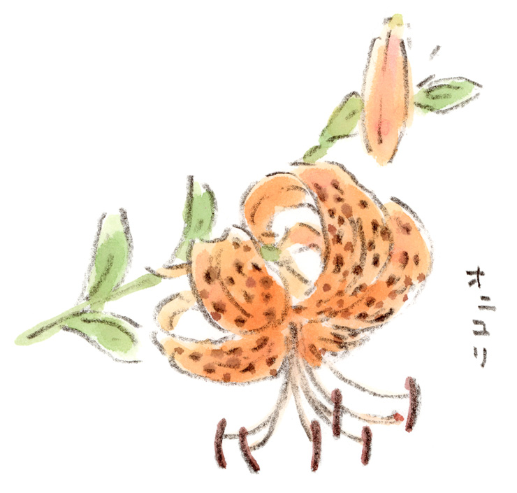 オニユリ