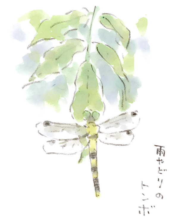シオカラトンボの雨宿り