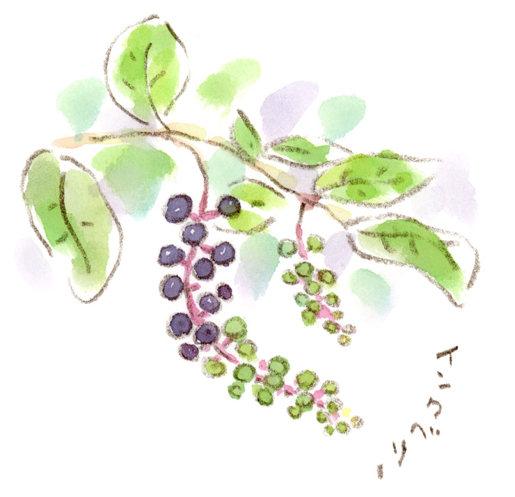 インクベリー