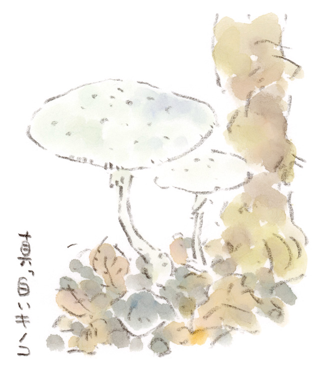 真っ白いキノコ