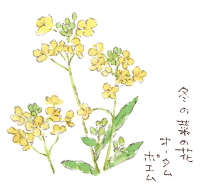 冬の菜の花