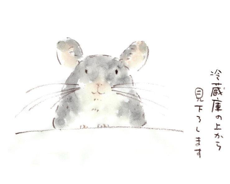 冷蔵庫の上のチンチラ（福ちゃん）