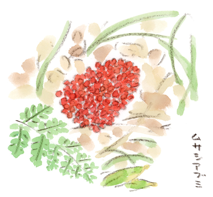 ムサシアブミの赤い実