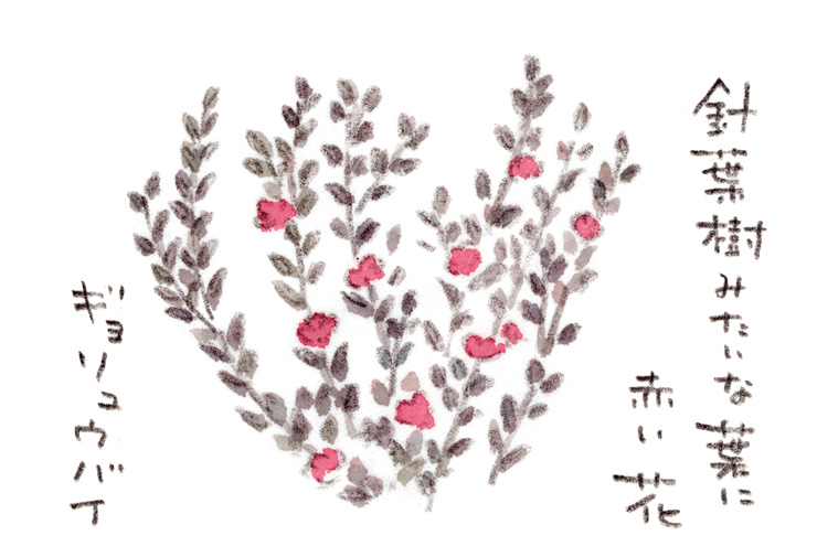 ギョリュウバイ