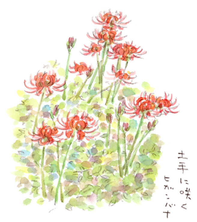 土手に咲くヒガンバナ