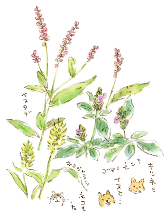 野原で動物の名前探し