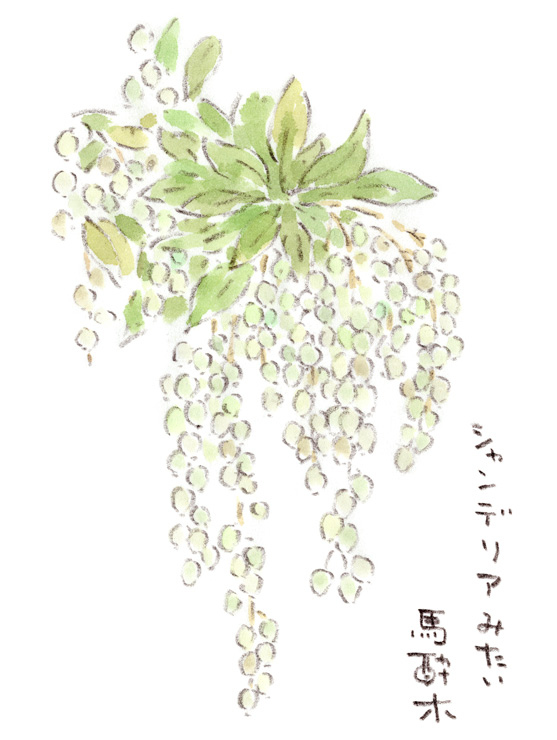 鈴なりシャンデリア