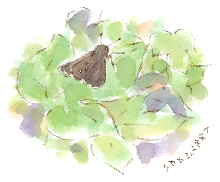 秋に飛ぶチョウ