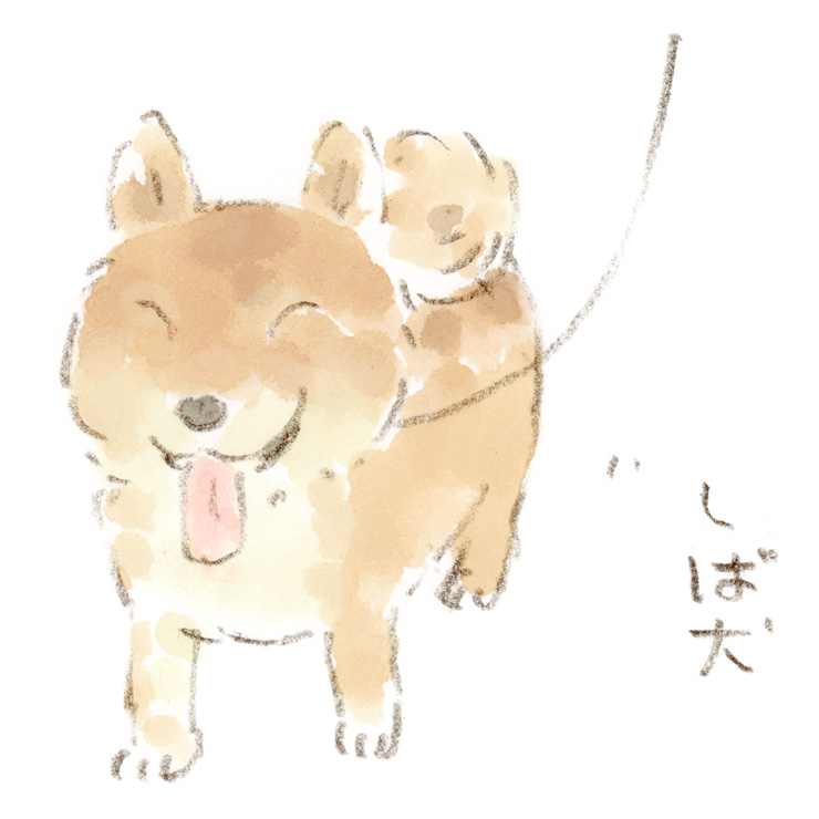 お散歩中の柴犬