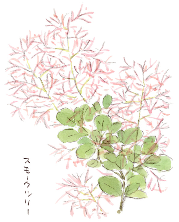 スモークツリー