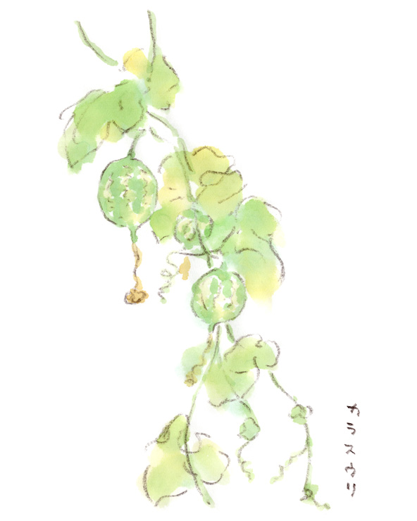 小さなスイカみたいなカラスウリの実