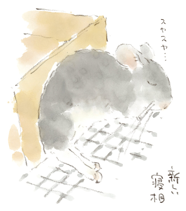 チンチラ(福ちゃん)の新しい寝相