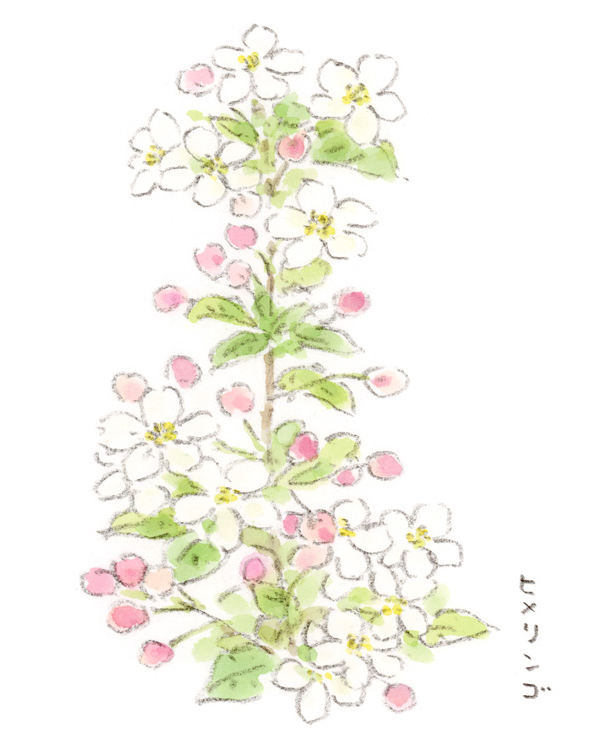 ヒメリンゴの花