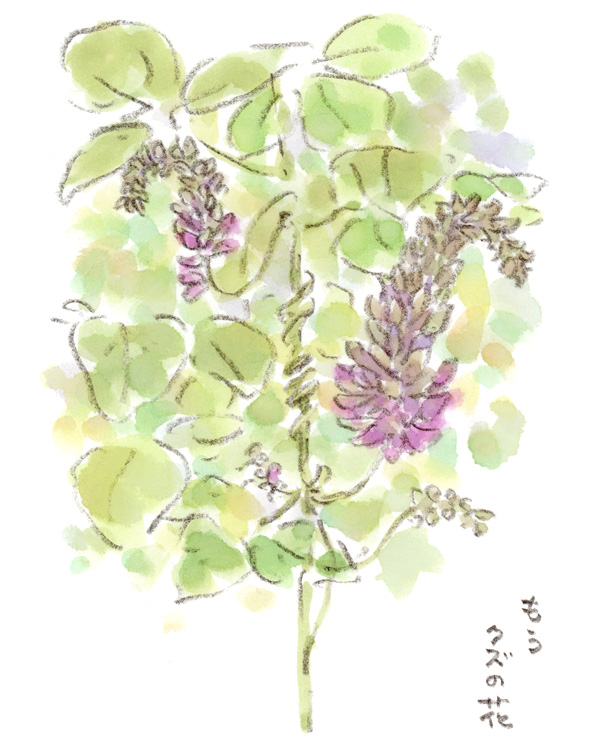 もう葛が咲いていました