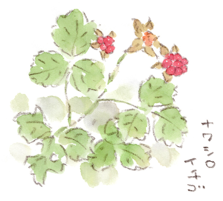 玉川上水沿いで見つけた赤い木苺の実