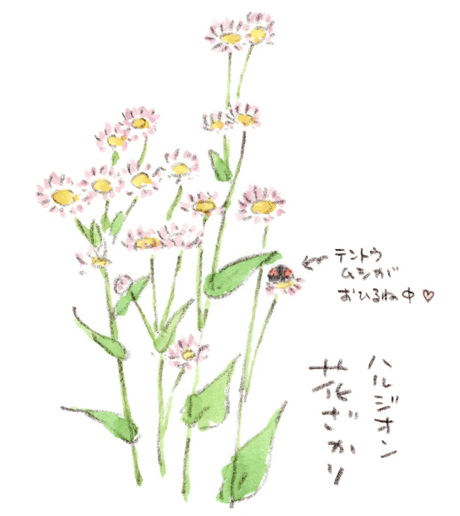 ハルジオンとテントウムシ
