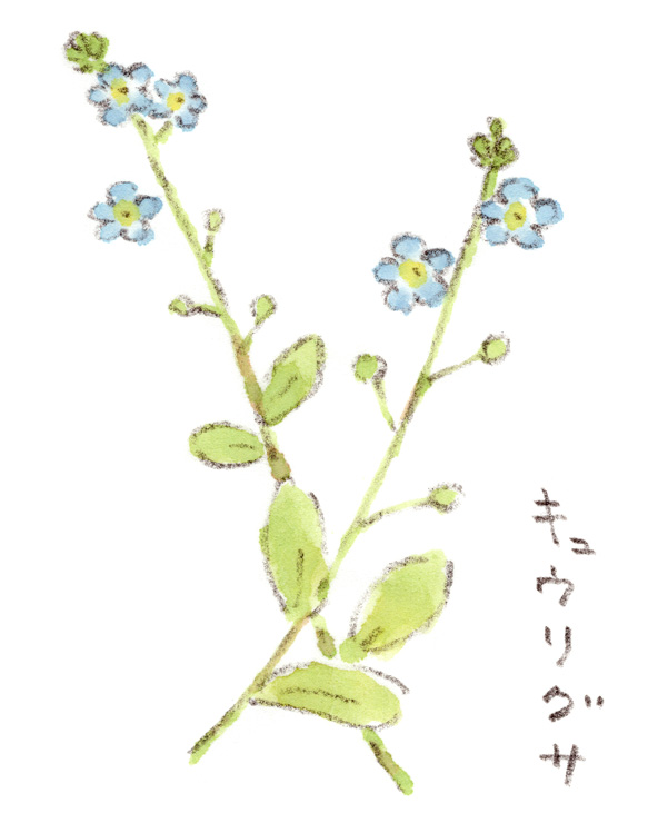 キュウリグサ