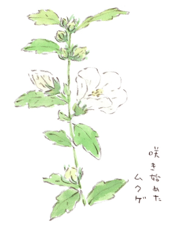 木槿の花