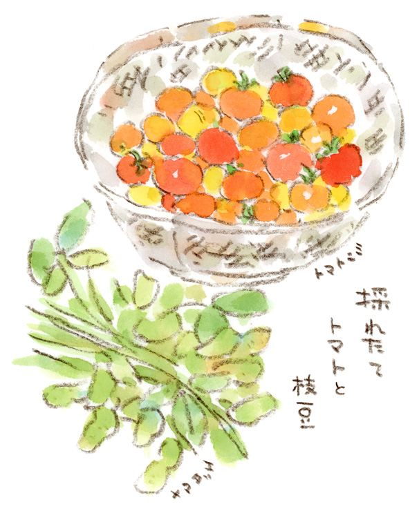 採れたてトマトとエダマメ