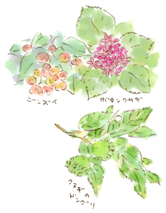 玉川上水沿いで見つけた植物（ドングリ、ゴンズイ、ボタンクサギ）