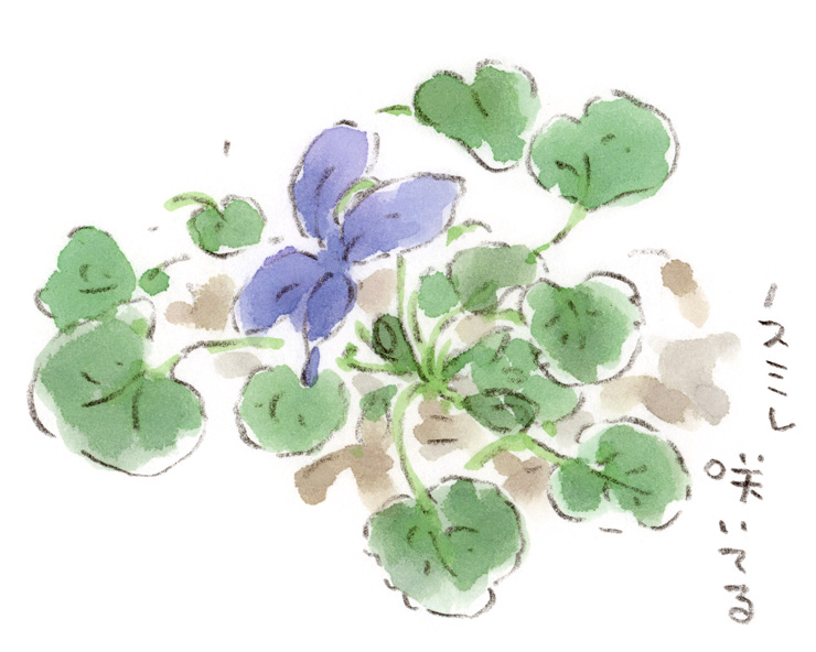 早春の野原に咲くスミレ