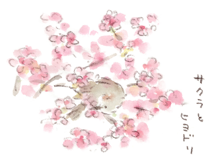 河津桜とヒヨドリ