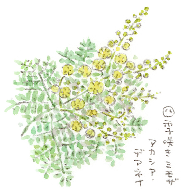 四季咲きのミモザ