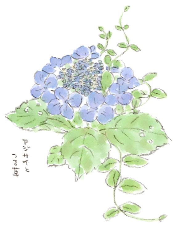 紫陽花とつる草