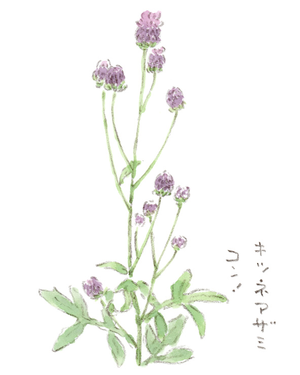 キツネアザミ