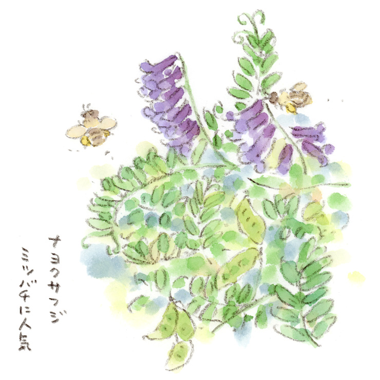 外来語みたいな名前の草