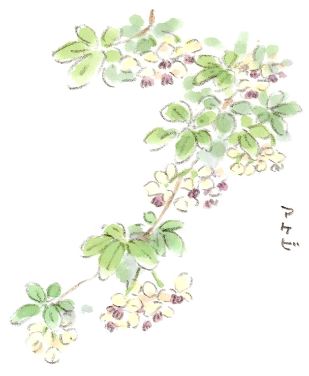 アケビの花