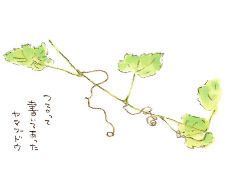 葡萄のツルで「つる」