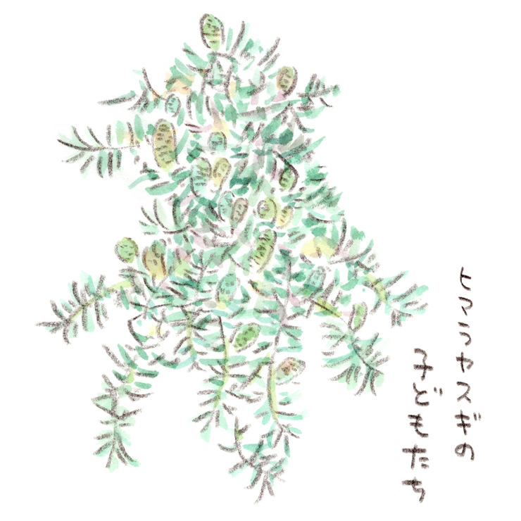 ヒマラヤ杉の子どもたち