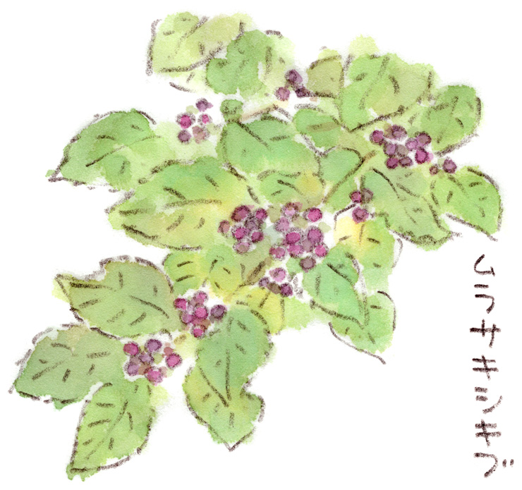 ムラサキシキブ