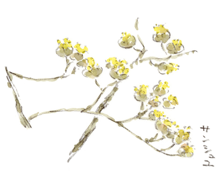 サンシュユの花