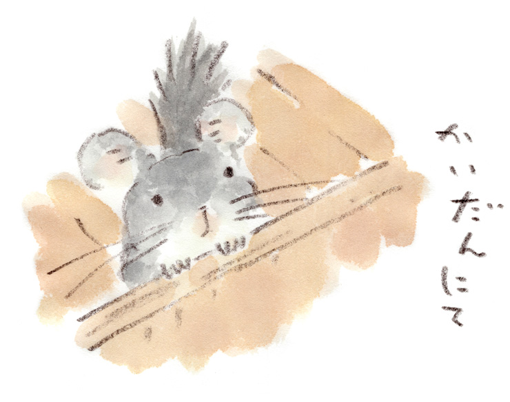 チンチラスケッチ