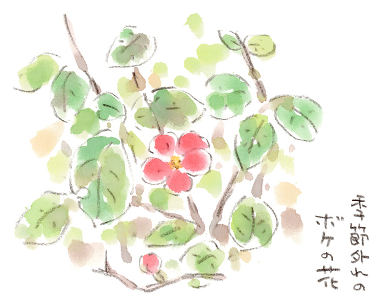 季節外れ?の赤い花