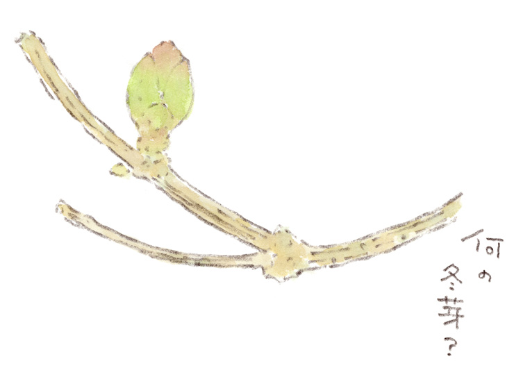 何の木の冬芽？