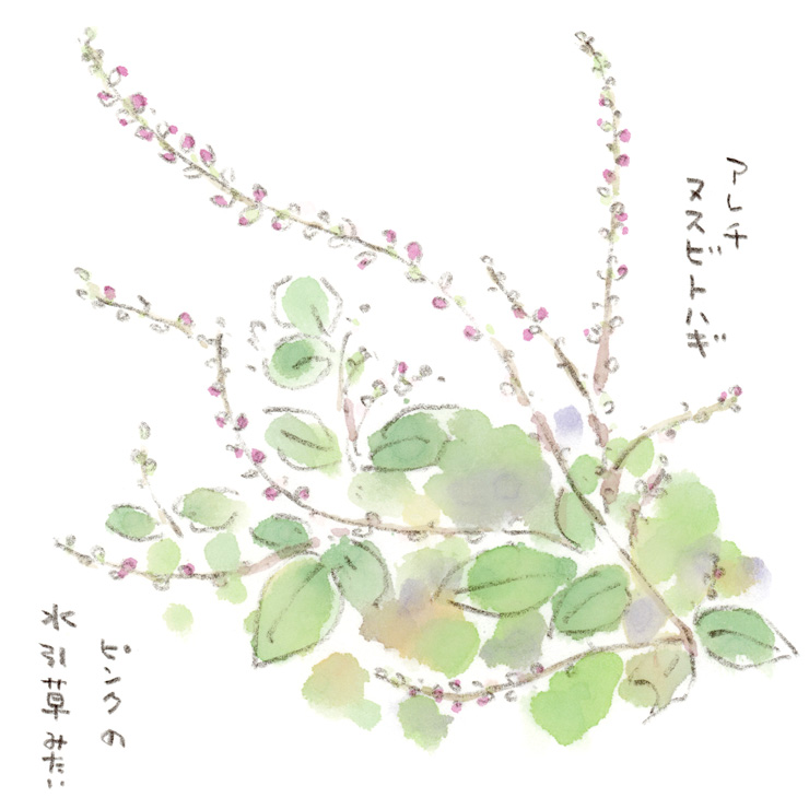 アレチヌスビトハギ その2