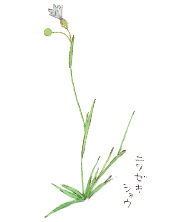 ニワゼキショウ