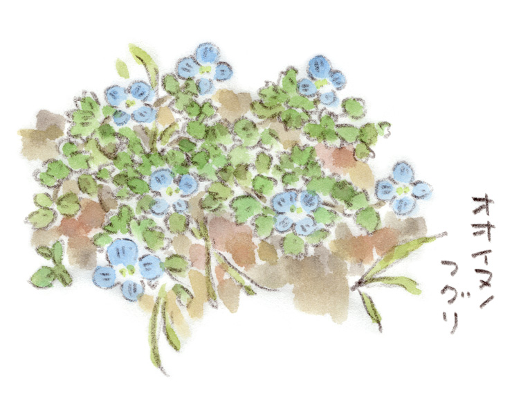 オオイヌノフグリ