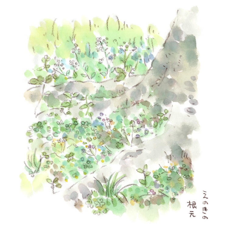 エノキの木陰と野の草たち