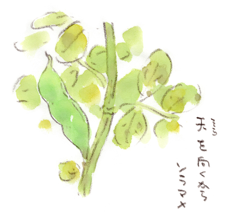 空を向くから空豆