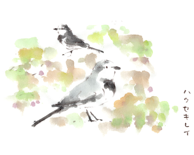 ハクセキレイは綺麗だな。（駄洒落でごめんなさい）